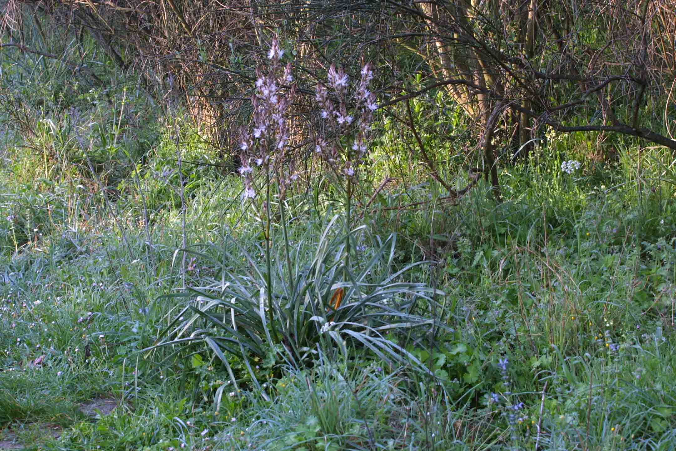 Asphodelus ramosus / Asfodelo ramoso